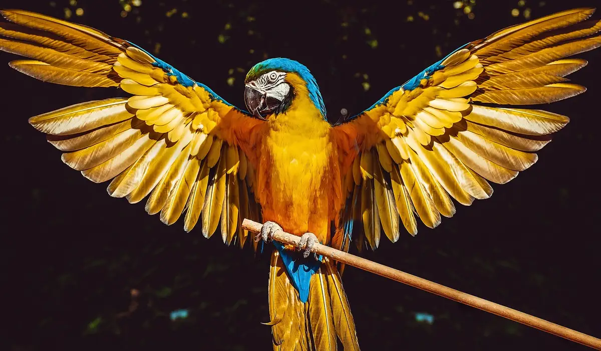 A vibrant blue-and-yellow macaw with wings spread wide, perched on a wooden dowel against a dark background.