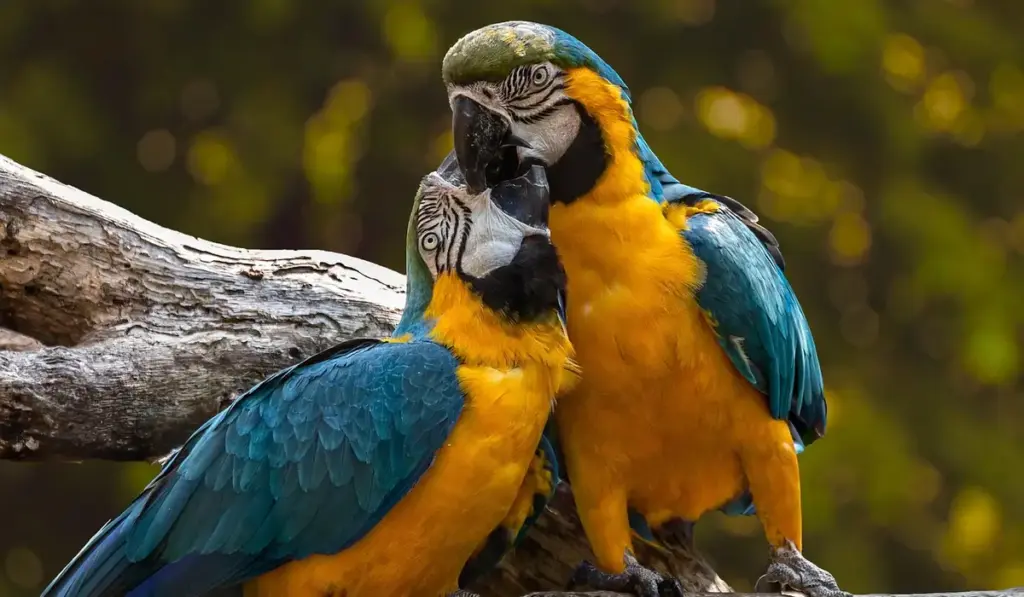 Parrot Mating Habits and Monogamy: A Simple Guide