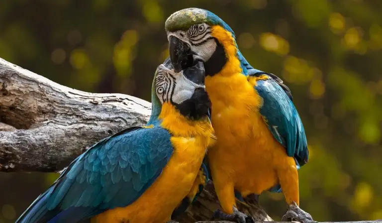 Two blue-and-yellow macaws perched on a branch, touching beaks in a courtship display.