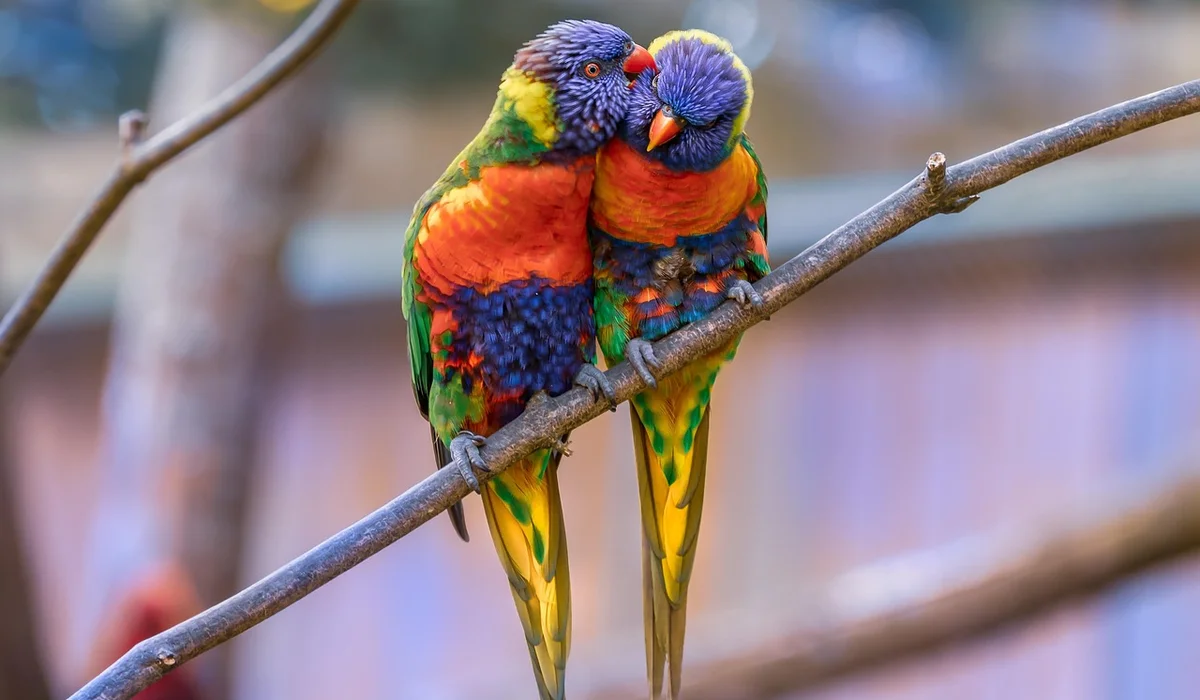 Two rainbow-colored macaws perched closely on a branch, displaying blue heads, orange chests, and green wings.