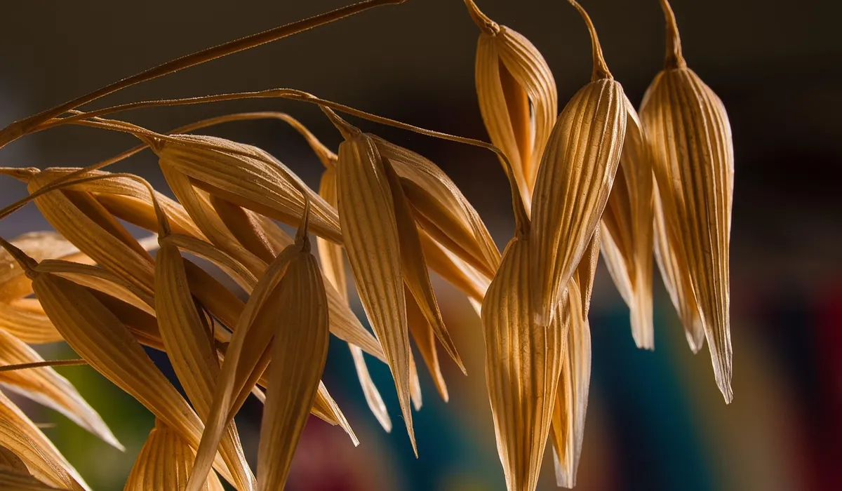 Close-up of golden oat husks hanging on a stalk.