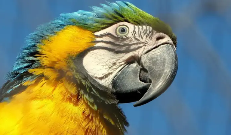 Close-up of a colorful macaw with a large curved beak and vibrant plumage