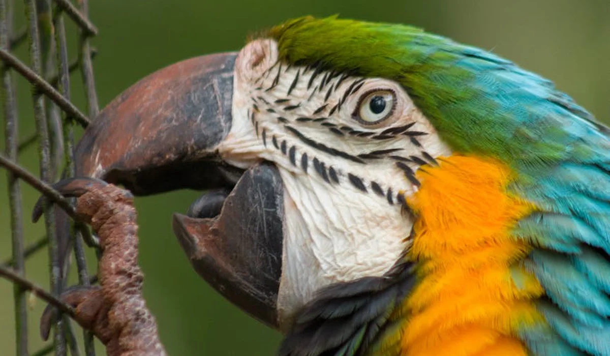 Close-up of a colorful macaw with green, blue, and orange feathers beside a cage, showing a curved beak and alert eye.