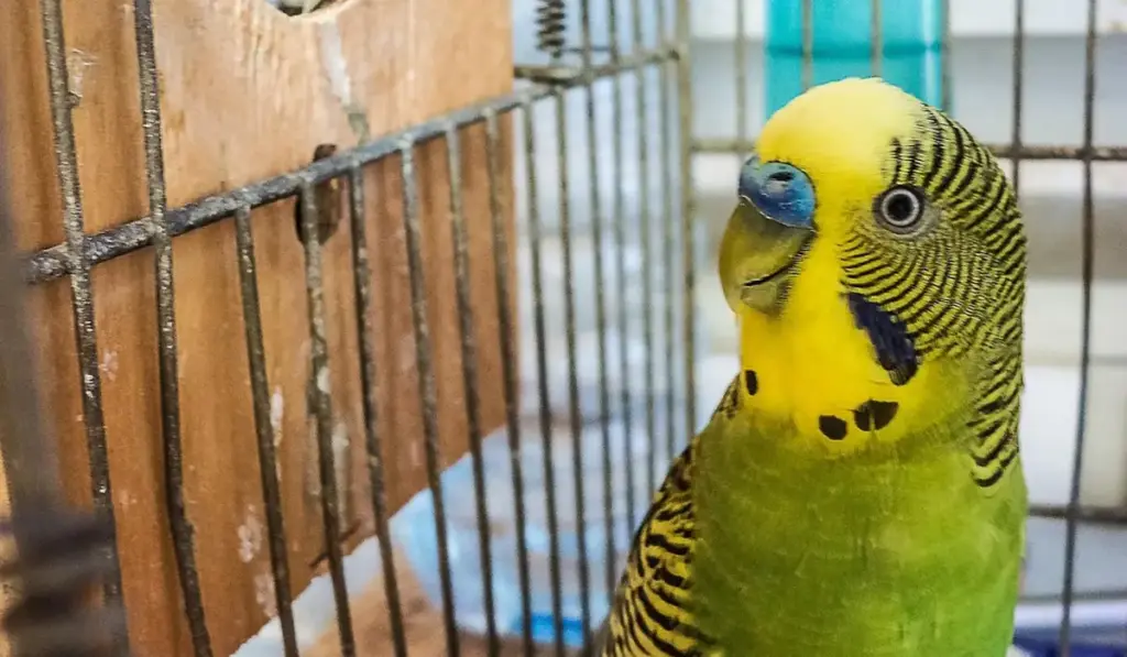 How to Manage Parrot Cage Odors Safely and Effectively
