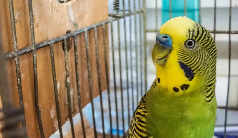 Yellow and green budgerigar inside a metal cage