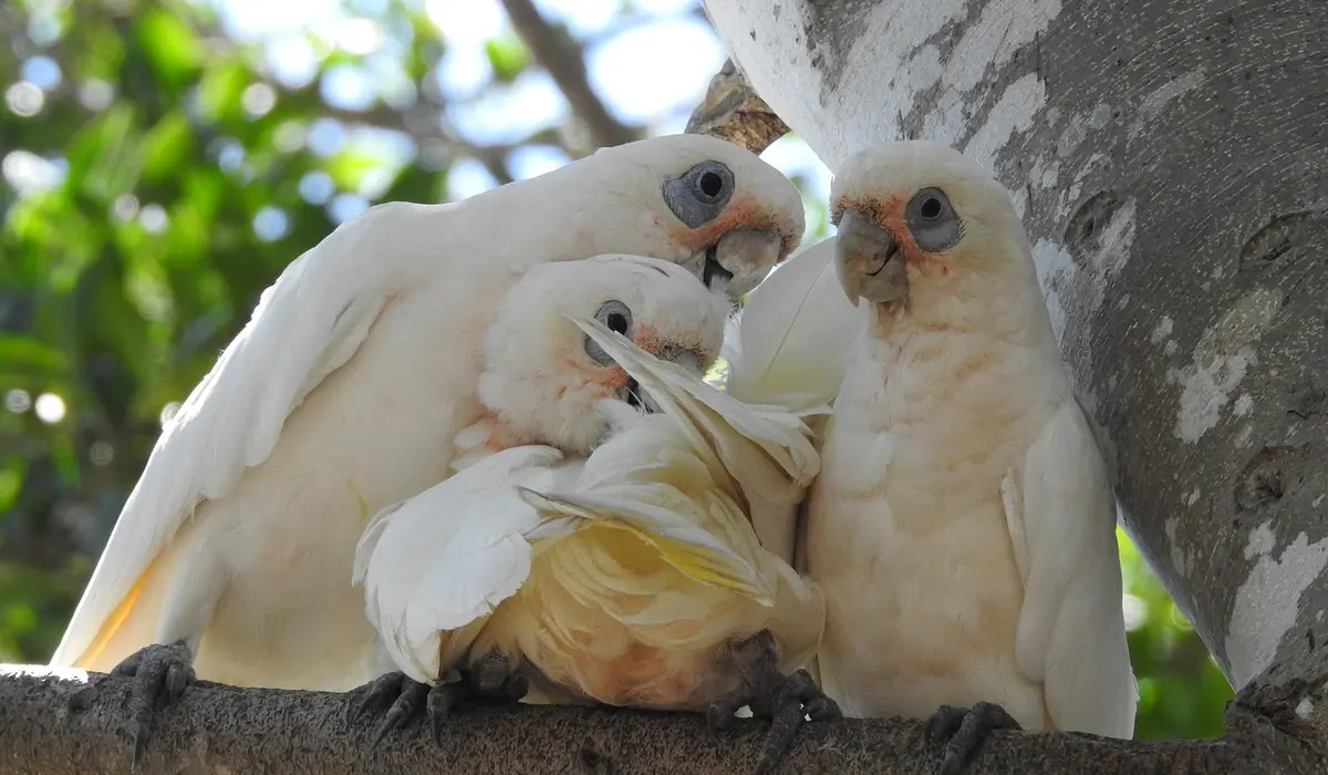 Three white cockatoos perched on a tree branch.