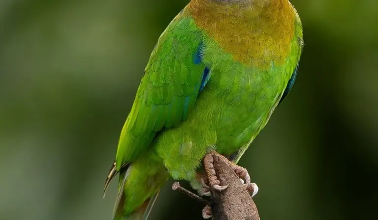 Close-up of a vibrant green parrot perched on a branch, showing bright plumage and an orange-yellow head.