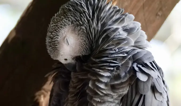 Close-up of a gray parrot with its head bowed and layered, ruffled feathers.