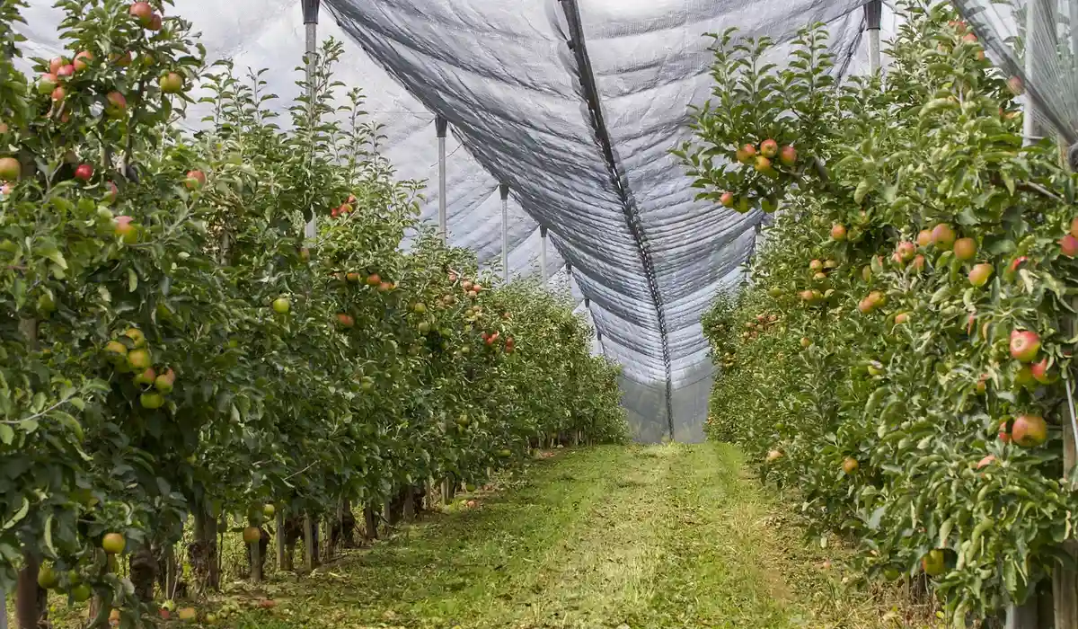Rows of apple trees in an orchard protected by overhead netting to deter wild parrots from reaching the fruit