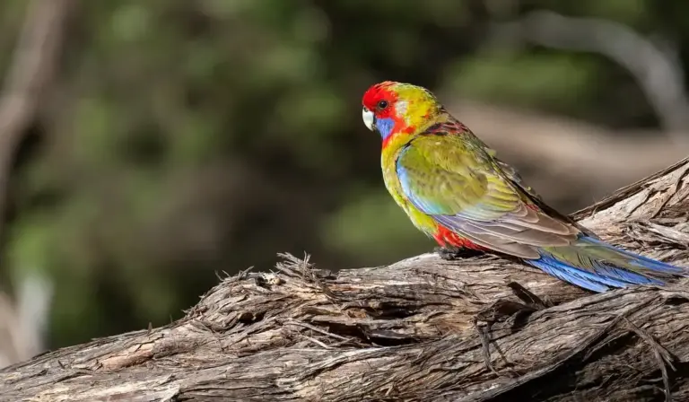 A vibrant sun conure parrot with red, yellow, green and blue plumage perched on a textured tree branch in a natural setting.