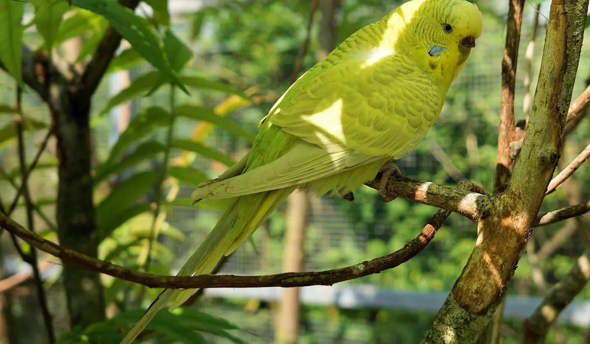 Yellow-green budgie perched on a branch in a sunlit garden