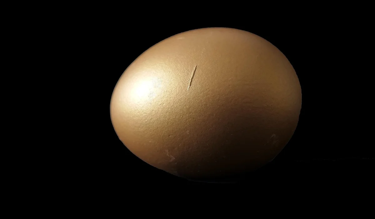 Close-up of a single brown parrot egg against a black background