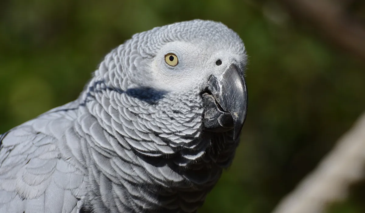 Close-up of a gray African Grey parrot's head with a bright yellow eye, showing detailed feather textures and a sharp beak against a blurred green background.