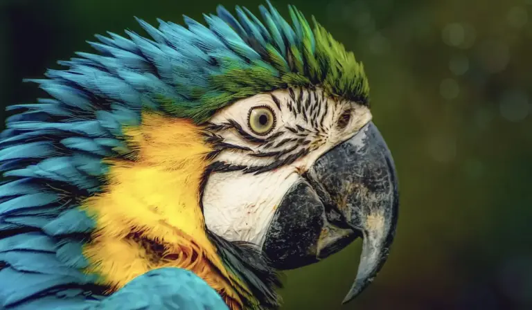 Close-up of a blue-and-yellow macaw's head with a sharp beak and vivid blue, green, and yellow feathers.