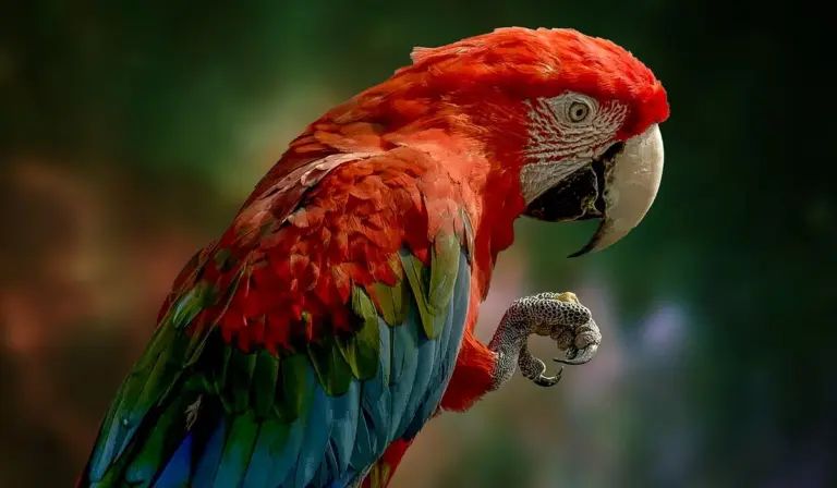 Close-up of a scarlet macaw with red plumage and blue-green wings, looking downward with a raised claw.