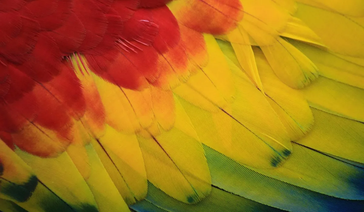 Close-up of vibrant parrot feathers in red, yellow, and green