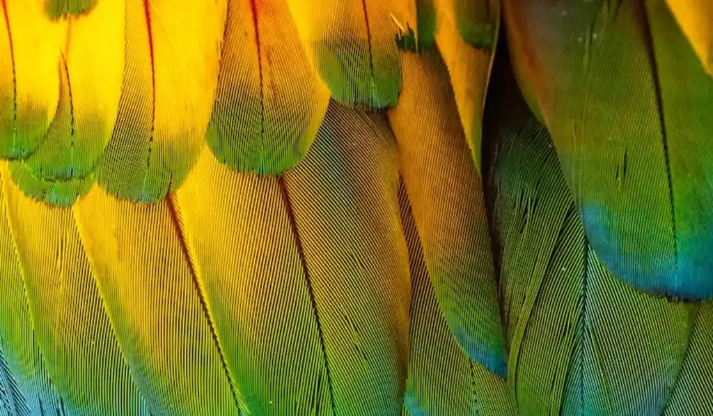 What Are the Most Common Parrot Health Concerns? (A Complete Guide)