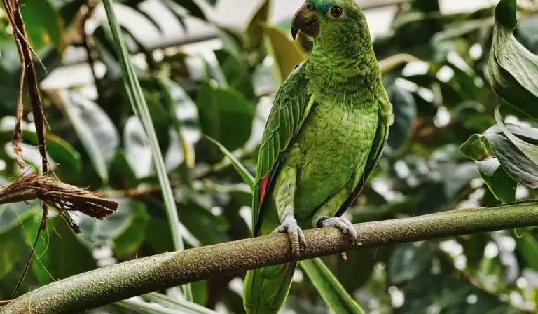 Green parrot perched on a branch among tropical leaves, its feathers slightly fluffed.