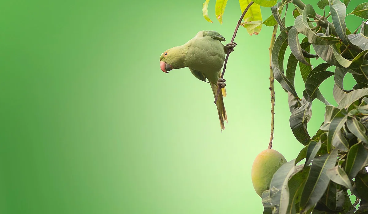 Green parrot perched on a fruit tree branch with ripe fruit, against a blurred green background.