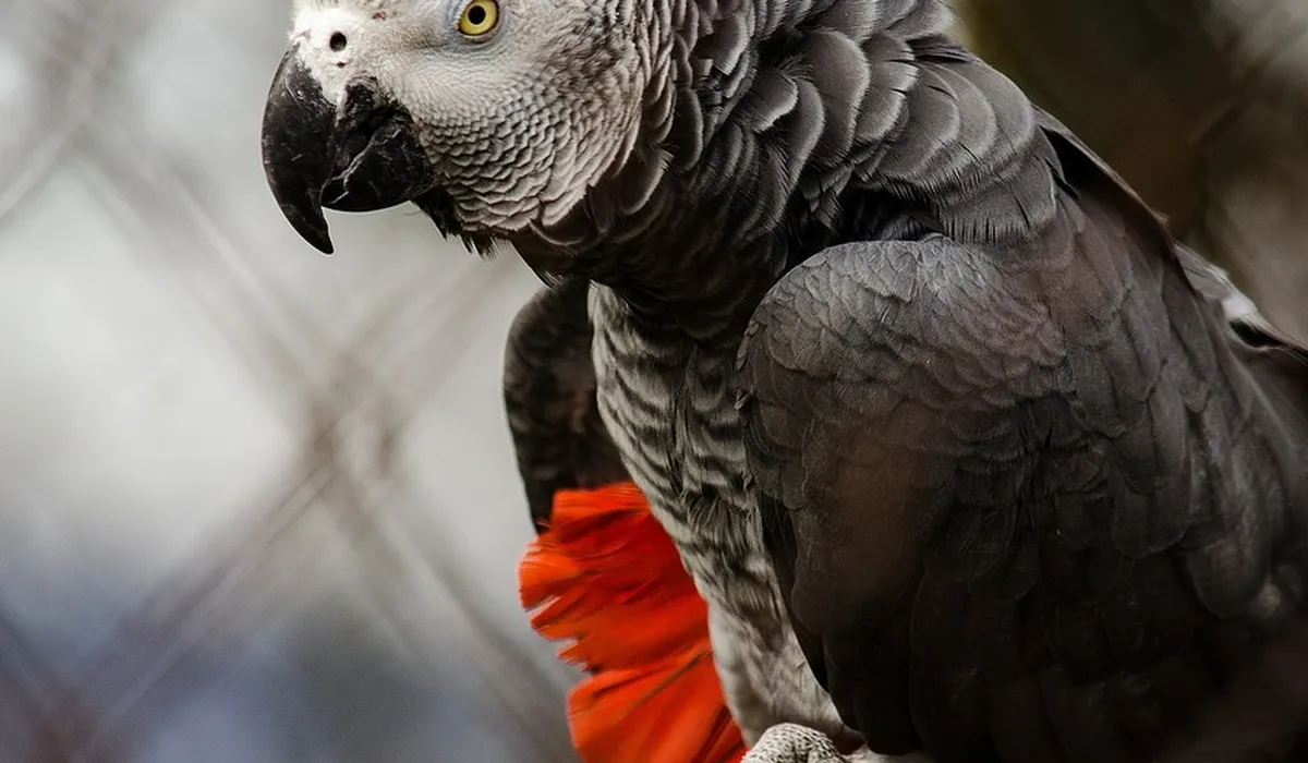 Close-up of an African grey parrot with grey plumage and a bright orange-red tail.