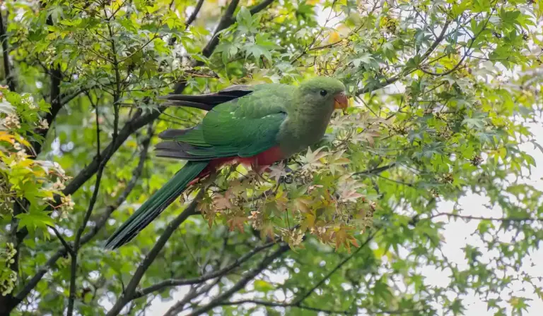 Green parrot perched on a leafy branch