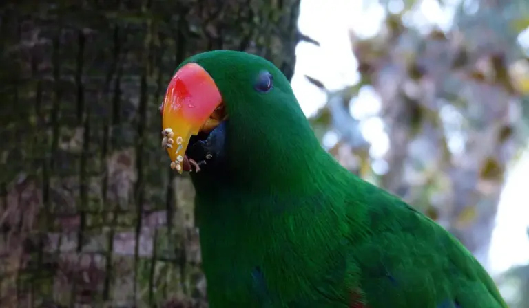 Close-up of a green parrot with a colorful beak against a natural background.