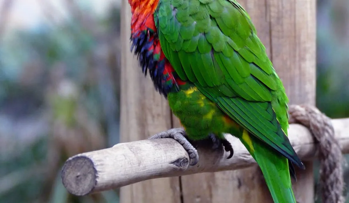 Green parrot with red and blue plumage perched on a wooden bar