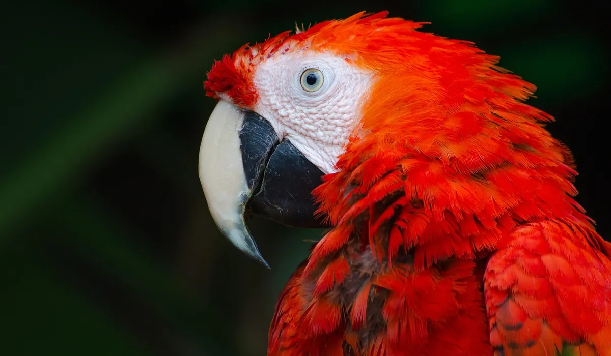 Close-up of a bright red parrot with a white face and a large black beak.