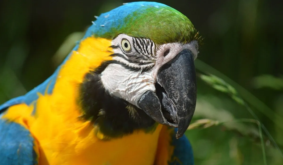 Close-up of a blue-and-yellow macaw with bright blue and gold plumage and a large black beak