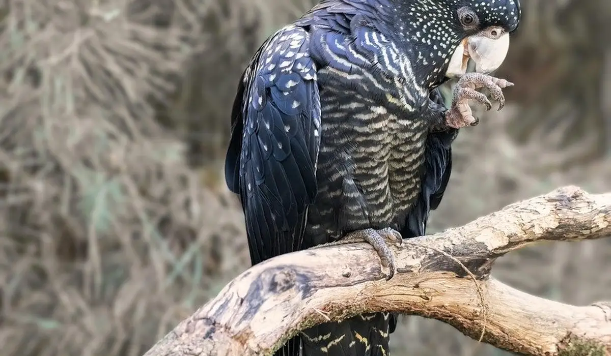 Parrot perched on a branch, examining its feet, with dark blue and speckled plumage.