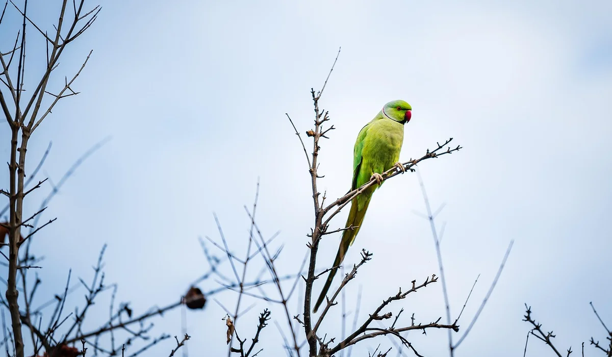Green parrot perched on a bare branch against a pale blue sky.