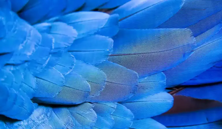 Close-up of bright blue parrot feathers with developing pin feathers