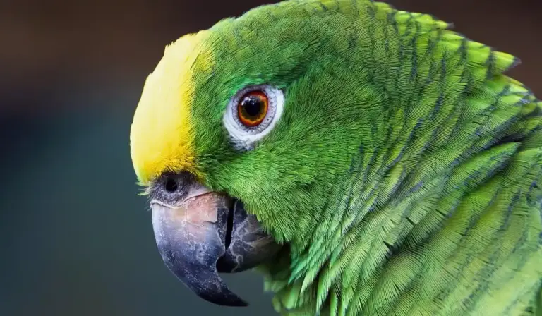 Close-up of a green parrot with a yellow forehead and dark beak