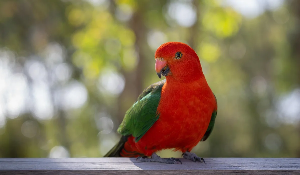 Bright red parrot with green wings perched on a wooden railing outdoors with a blurred green background