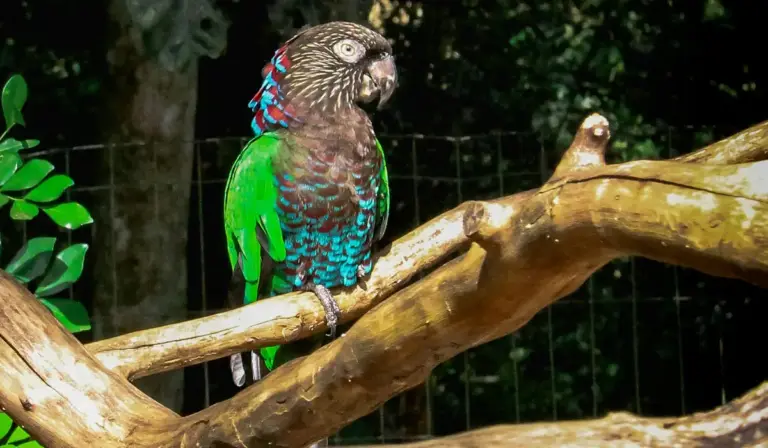 Colorful parrot perched on a wooden branch with a dark background and wire fencing.