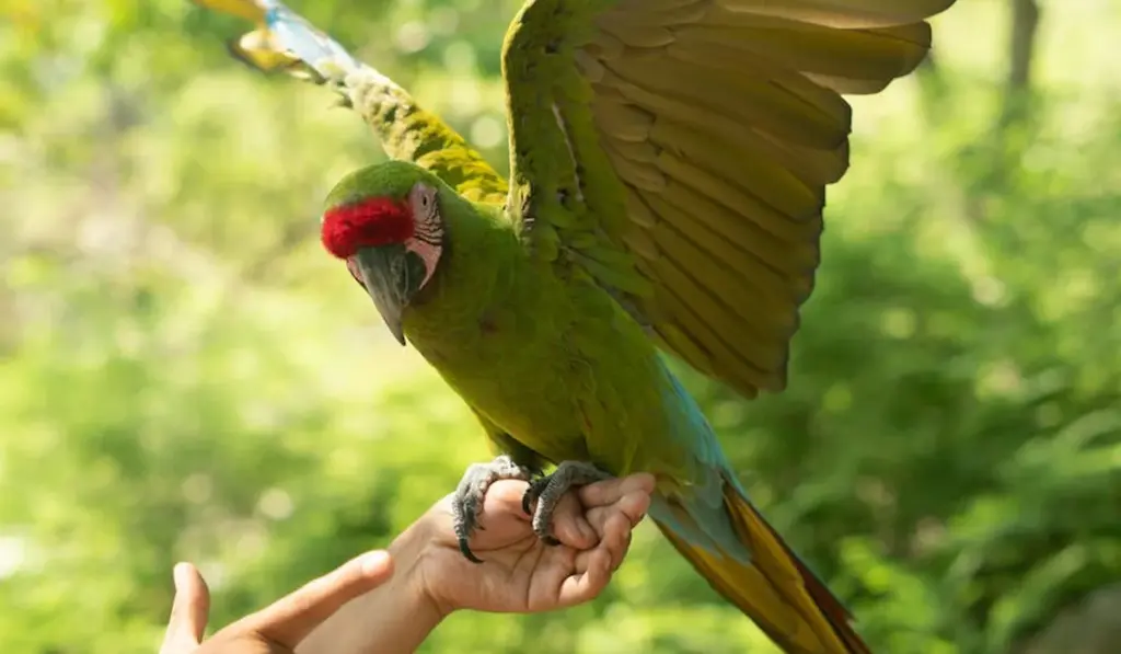 One Parrot or Two: Which is Right for Your Home?