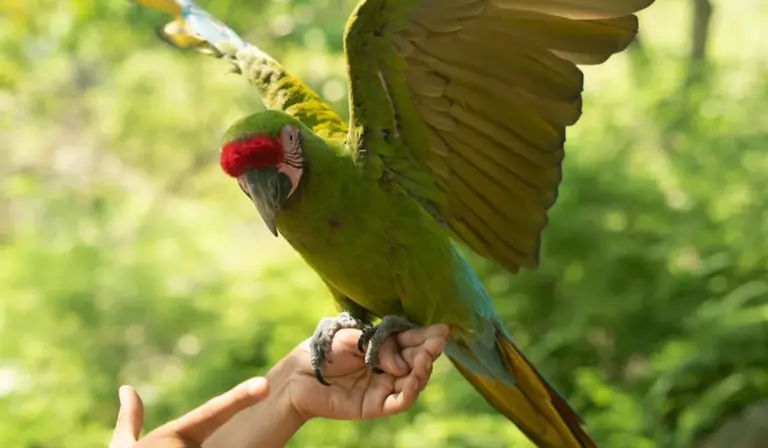 Green parrot with a red face perched on a human hand, wings spread in a sunlit forest.