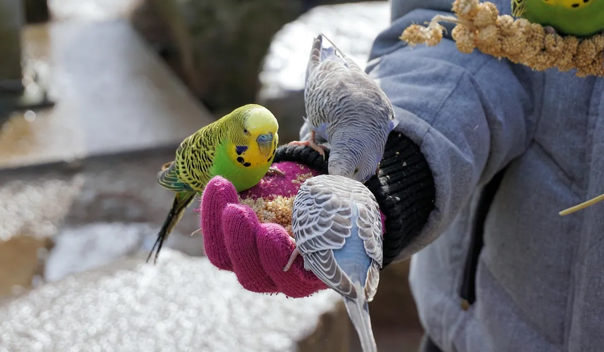 Two budgerigars perched on a pink glove held by a gloved hand, ready to step up as part of training.