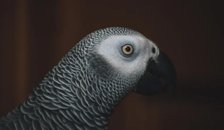 Close-up of an African grey parrot with textured grey feathers and a pale eye, looking to the side.