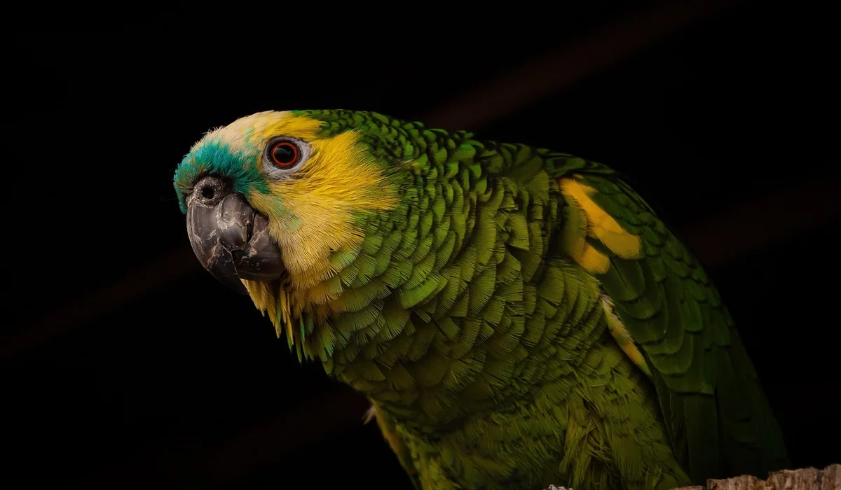 Close-up of a green and yellow parrot with a dark beak against a dark background.