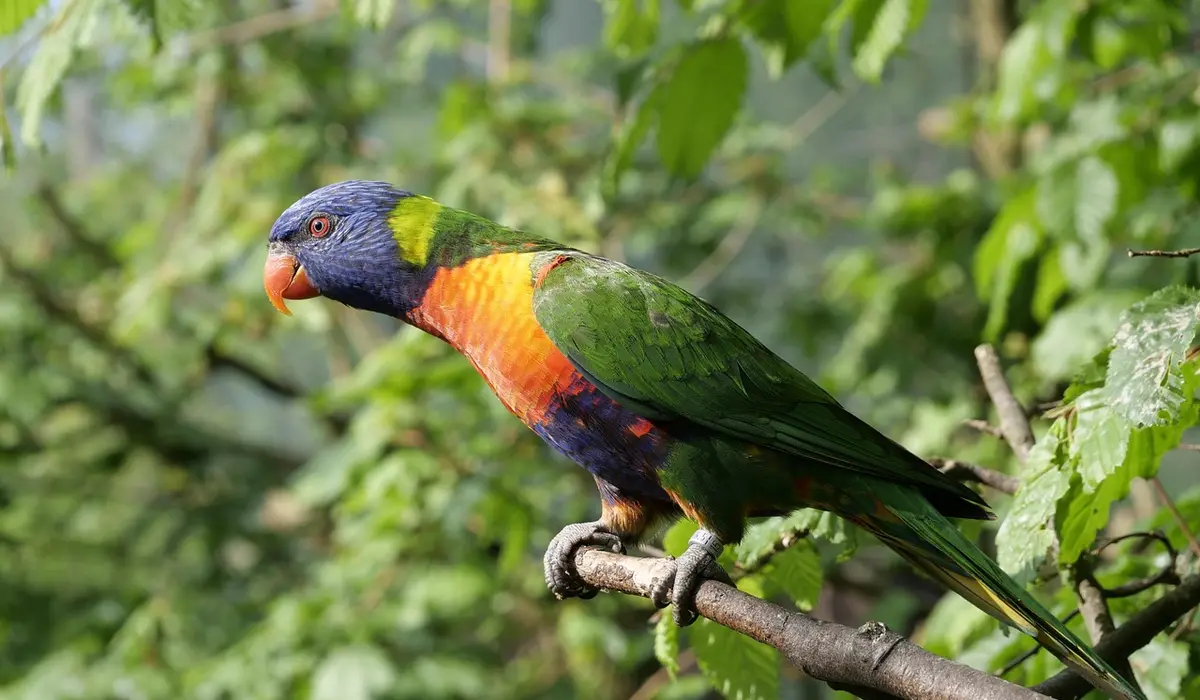 Rainbow lorikeet perched on a branch in a leafy green setting.