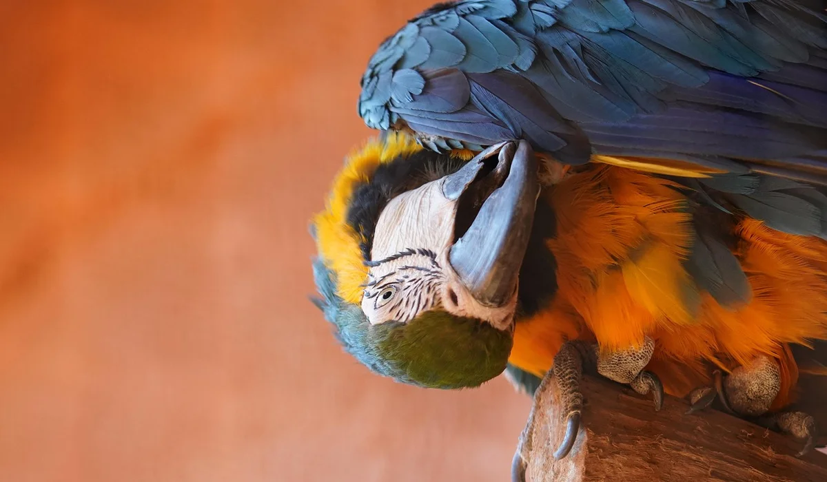 Close-up of a vibrant macaw with blue wings and orange chest, perched on a wooden perch.