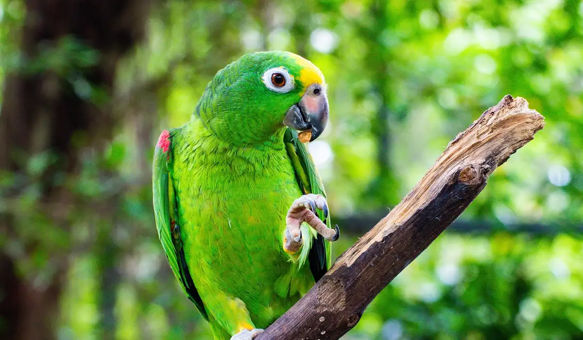 Green parrot perched on a branch with wings slightly spread, showing balance in movement.
