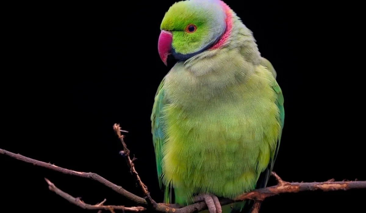 Green parrot perched on a branch against a dark background.