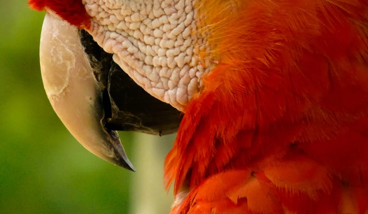Close-up of a red macaw's beak and plumage