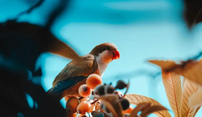 Close-up of a small parrot perched among orange berries and green leaves with a blue background.