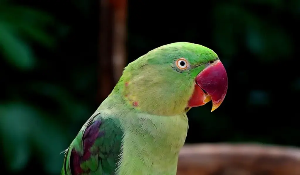 Why Do Parrots Bite? Causes and Triggers Explained