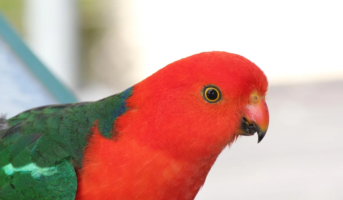 Close-up of a red parrot with green wings, a bright yellow eye ring, and a curved beak.