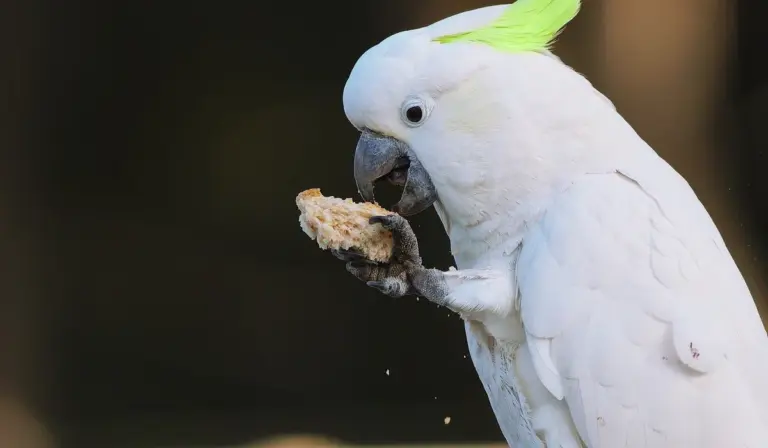 White cockatoo with a bright lime-green crest holding and nibbling on a piece of bread