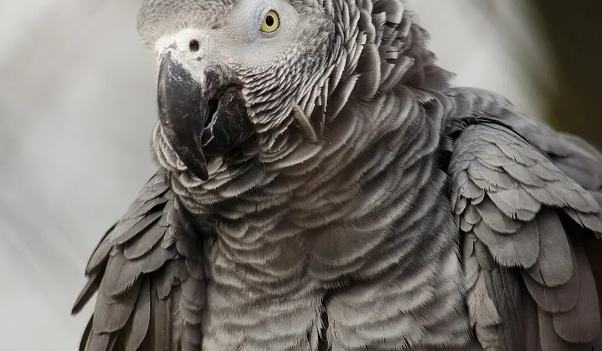 Close-up of an African Grey parrot with textured grey plumage and a pale yellow eye.